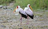Yellow-billed Storkborder=